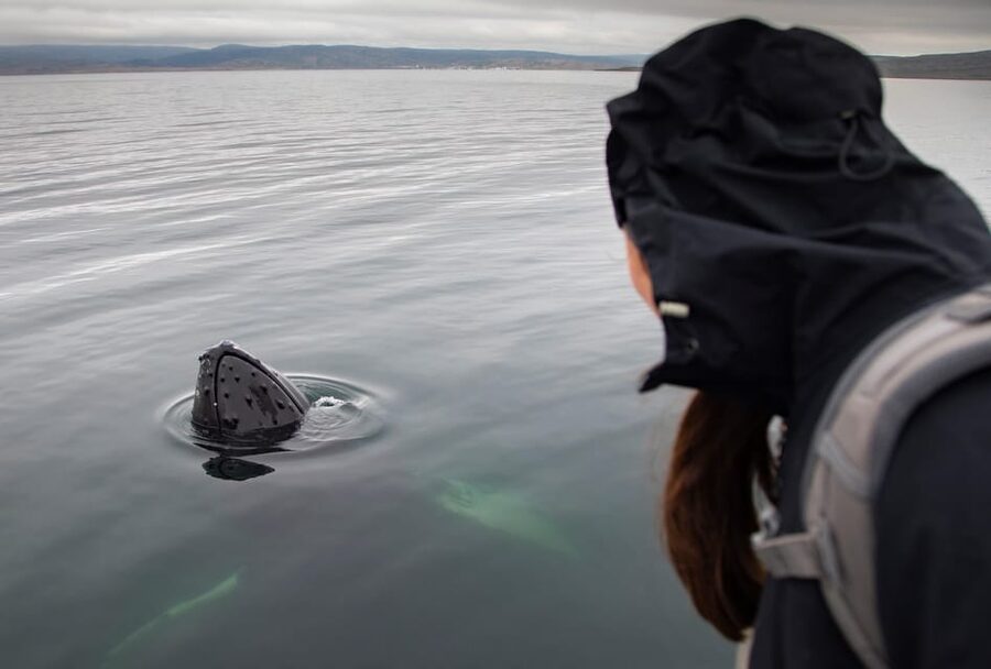 Hólmavík: Whale Watching Tour - Other animals you may see