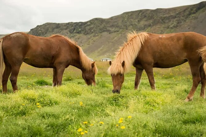 Horse Riding Tour in Reykjadalur (Smoky Valley)-All Riding Levels - Getting ready for an Icelandic horse