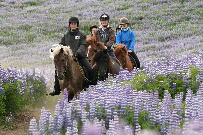 Horseback Riding Tour in Iceland - Is $135.16 good value?