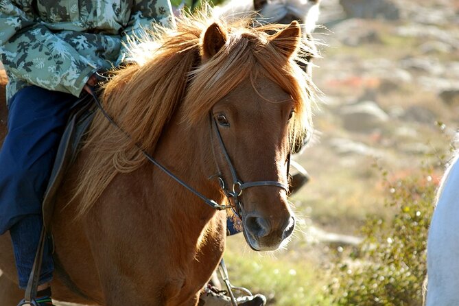 Horseback Riding Tour in Iceland - Meeting the Icelandic horse