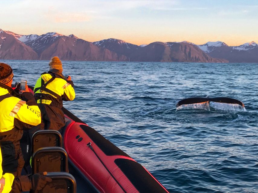 Húsavík: Big Whales and Puffin Island Speedboat Tour - Quick points about this Húsavík whale tour