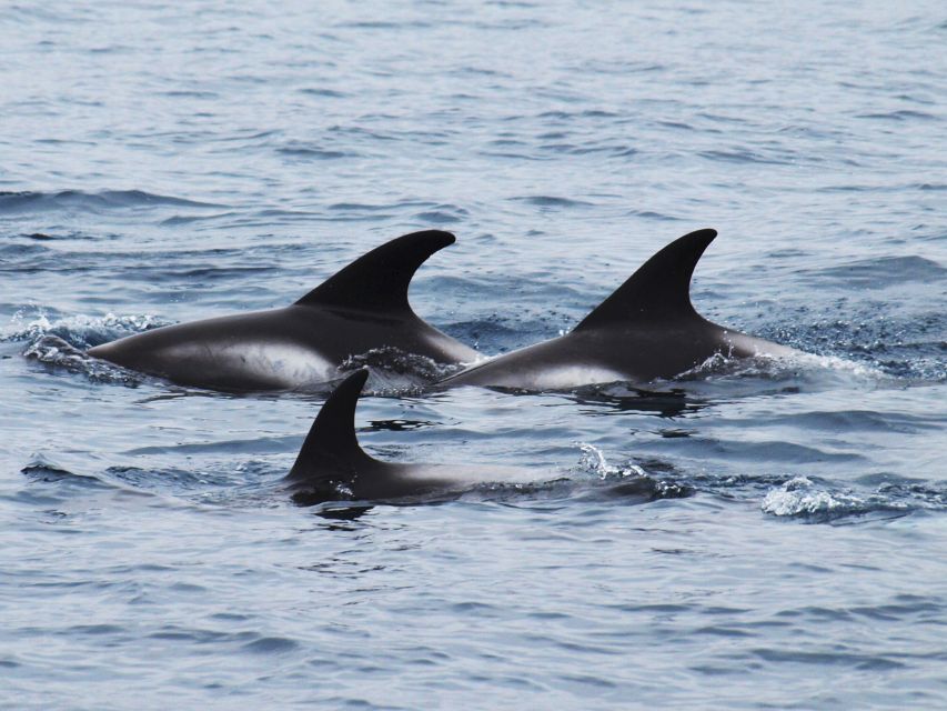 Húsavík: Big Whales and Puffin Island Speedboat Tour - Who should book this speedboat trip?