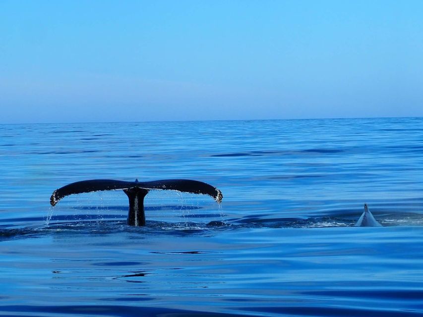 Húsavík: Big Whales and Puffin Island Speedboat Tour - Why a RIB changes the Húsavík whale-watching experience