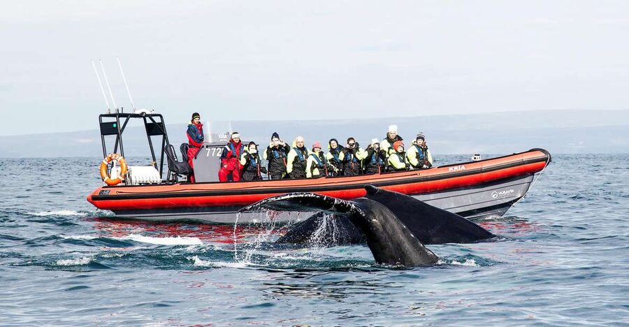 Húsavík: Big Whales and Puffin Island Speedboat Tour - Safety briefing before the boat leaves