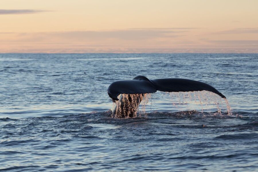 Húsavík: Big Whales and Puffin Island Speedboat Tour - Lundey, the island covered with puffins
