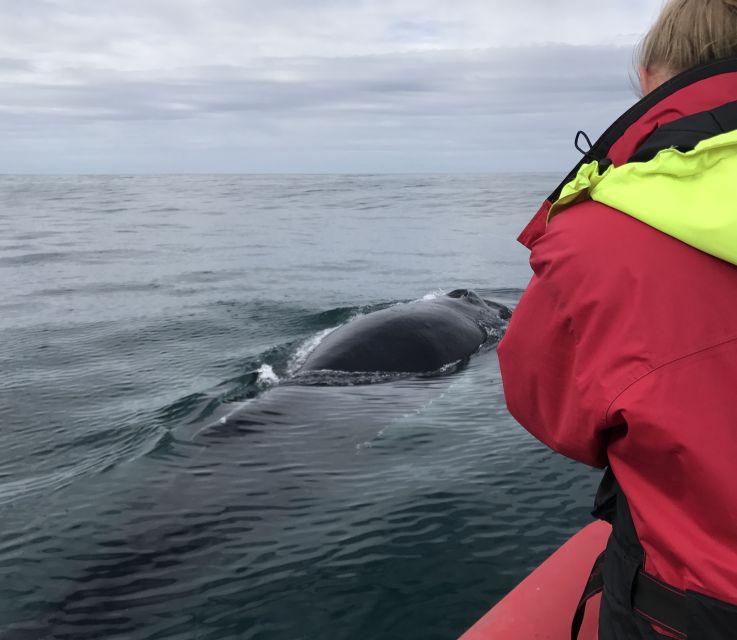 Húsavík: Big Whales and Puffin Island Speedboat Tour - Searching Skjálfandi Bay for whales and dolphins