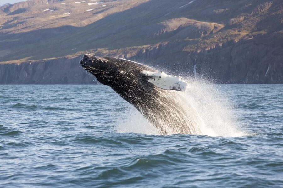 Húsavík: Big Whales and Puffin Island Speedboat Tour - The Tjörnes peninsula and its ancient fossils