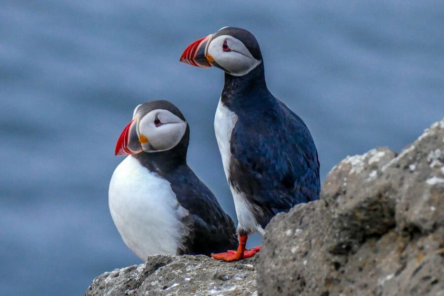 Húsavík: Big Whales and Puffin Island Speedboat Tour - Warm clothing, cold hands, and the reality of the weather