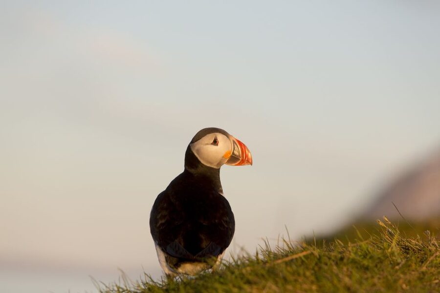 Húsavík: Big Whales and Puffin Island Speedboat Tour - Is $198 good value for two hours?