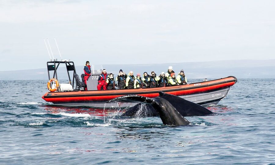 Húsavík: Big Whales and Puffin Island Speedboat Tour - Starting at Hafnarstétt 11 in Húsavík
