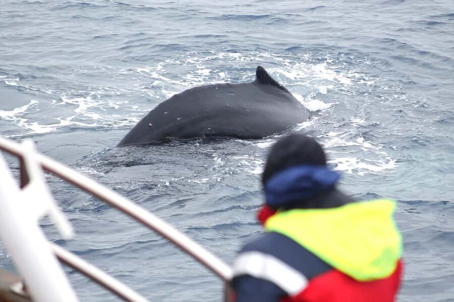 Húsavík: Family-Run and Guided Whale Watching Tour - Key things to know before sailing