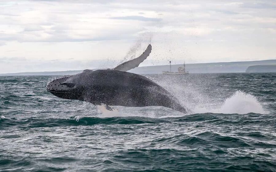 Húsavík: Family-Run and Guided Whale Watching Tour - Heading west through Skjálfandi Bay