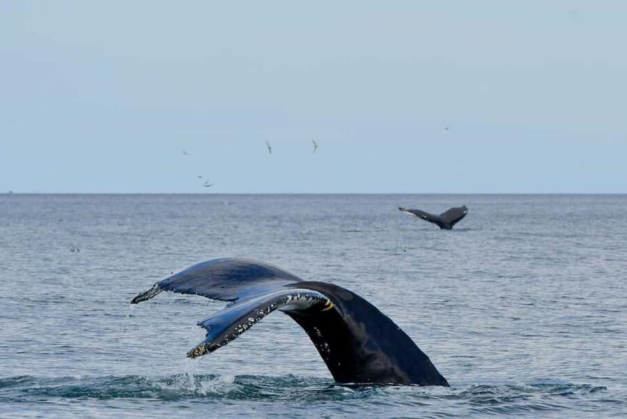 Húsavík: Family-Run and Guided Whale Watching Tour - Finding humpbacks, Minke whales, and dolphins