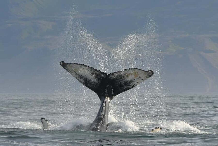 Húsavík: Family-Run and Guided Whale Watching Tour - Puffins, seabirds, seals, and the wider bay