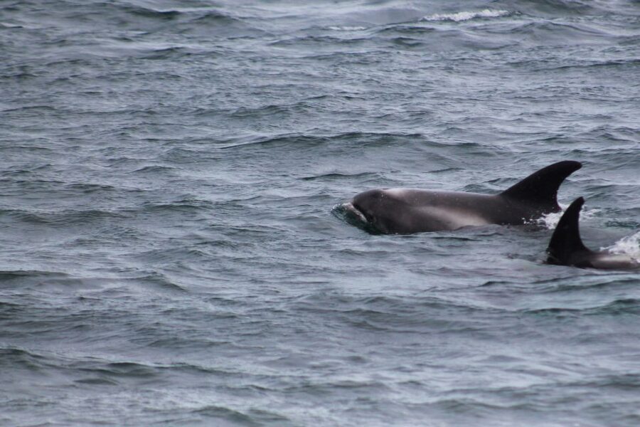 Húsavík: Family-Run and Guided Whale Watching Tour - Is three hours enough time?