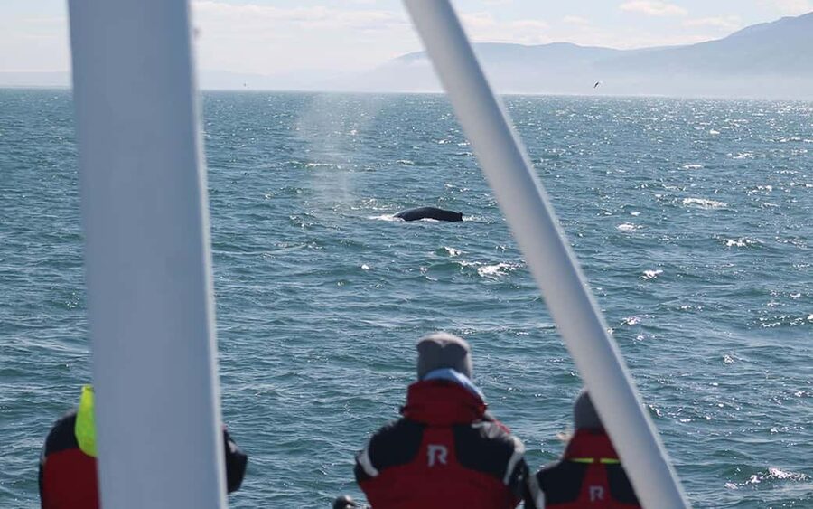 Húsavík: Family-Run and Guided Whale Watching Tour - Boarding the Moby Dick near the harbor