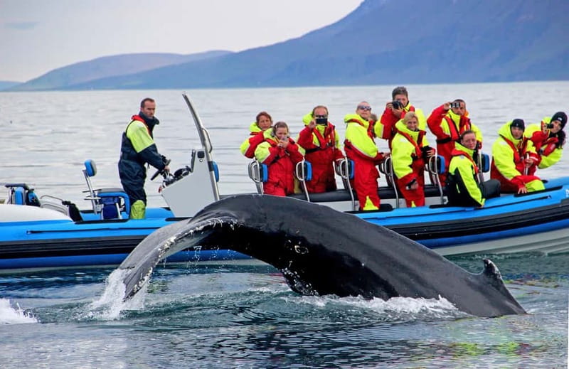 Húsavík: Original Big Whale Safari & Puffins by Speedboat - Why Húsavík is the right place for this trip