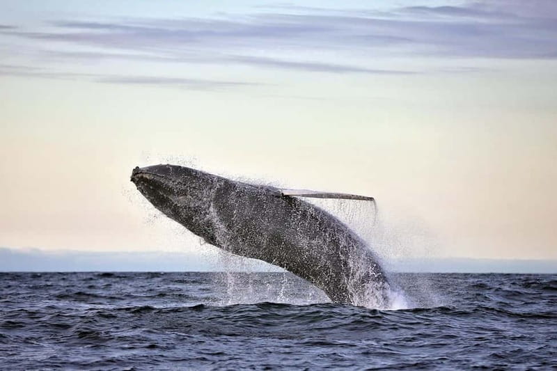 Húsavík: Original Big Whale Safari & Puffins by Speedboat - The RIB ride: fast, close to the water, and limited to 12 people