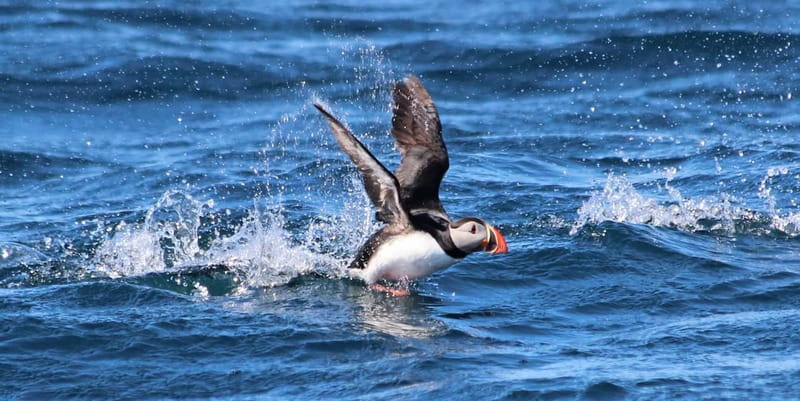 Húsavík: Original Big Whale Safari & Puffins by Speedboat - Puffin Island from April 15 through August 15