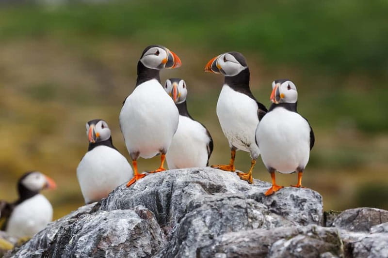Húsavík: Original Big Whale Safari & Puffins by Speedboat - What the two hours feel like