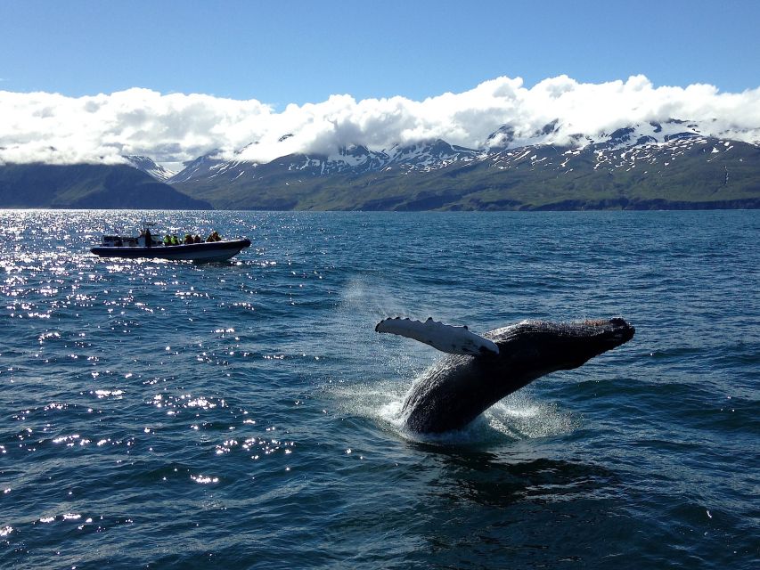 Húsavík: Original Big Whale Safari & Puffins by Speedboat - Guide quality is a major strength