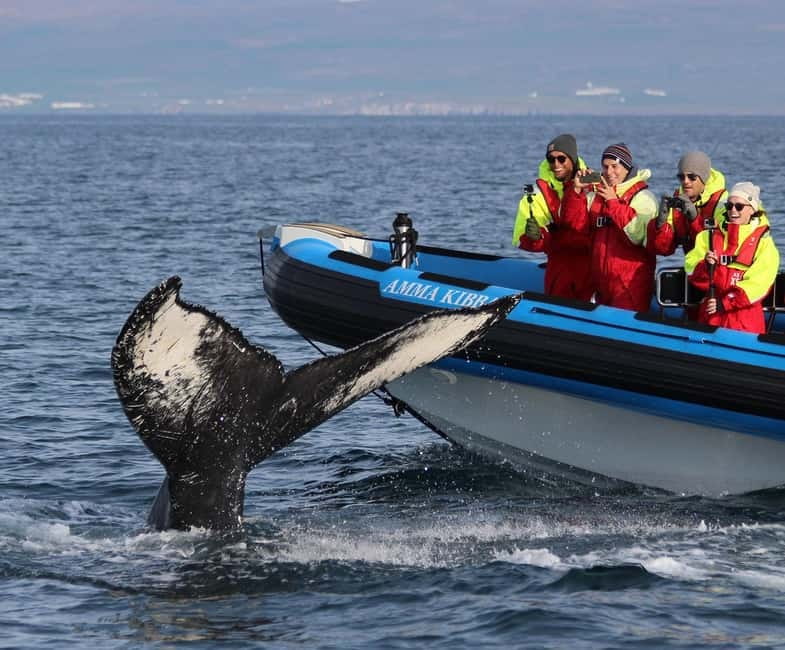 Húsavík: Original Big Whale Safari & Puffins by Speedboat - Getting ready at the blue flags