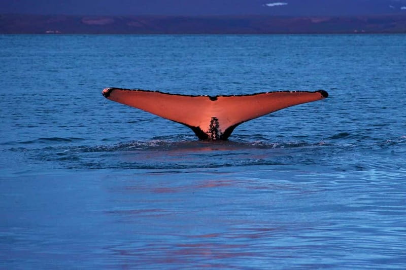 Húsavík: Traditional Whale Watching by Local Family Company - Key things to know before sailing