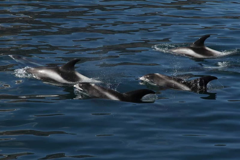 Húsavík: Traditional Whale Watching by Local Family Company - Who will enjoy this boat trip most?