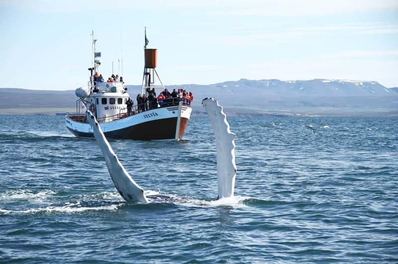 Húsavík: Traditional Whale Watching by Local Family Company - Why Húsavík is a fine place for whale watching