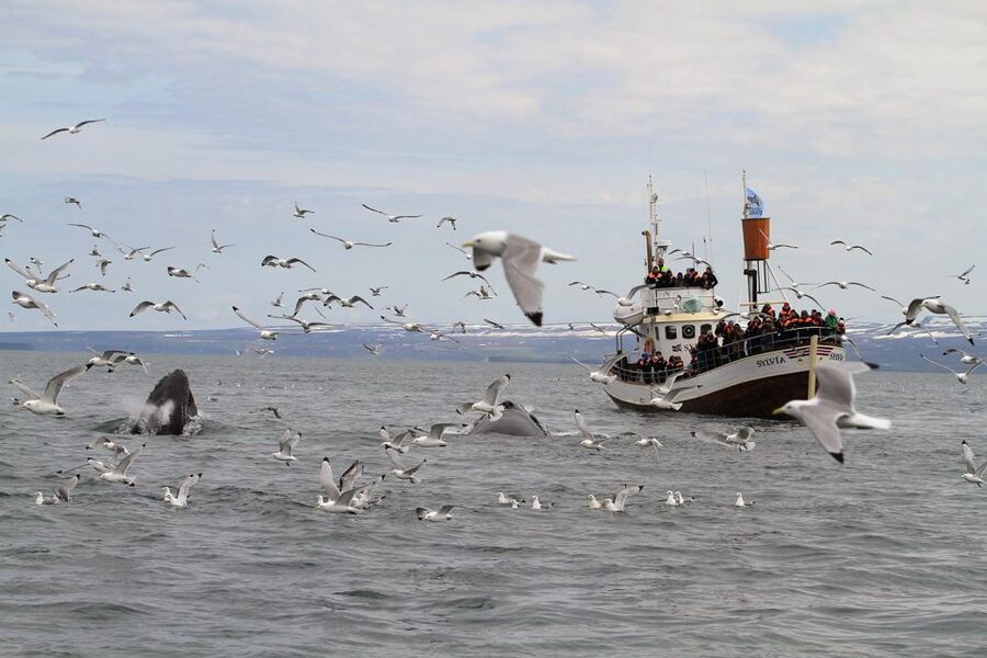 Húsavík: Traditional Whale Watching by Local Family Company - The three-hour search across Skjálfandi Bay