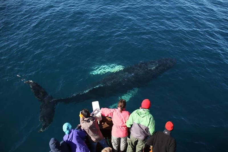 Húsavík: Traditional Whale Watching by Local Family Company - What you might see, from humpbacks to blue whales