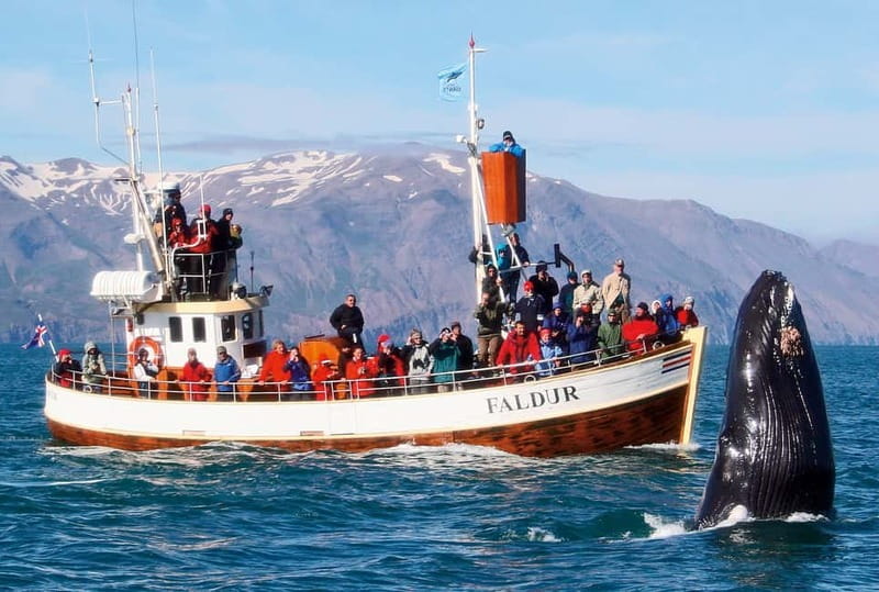 Húsavík: Traditional Whale Watching by Local Family Company - Guides who make quiet stretches worthwhile