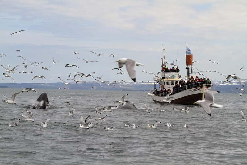 Húsavík: Traditional Whale Watching by Local Family Company - Cold weather, sea motion, and what to wear