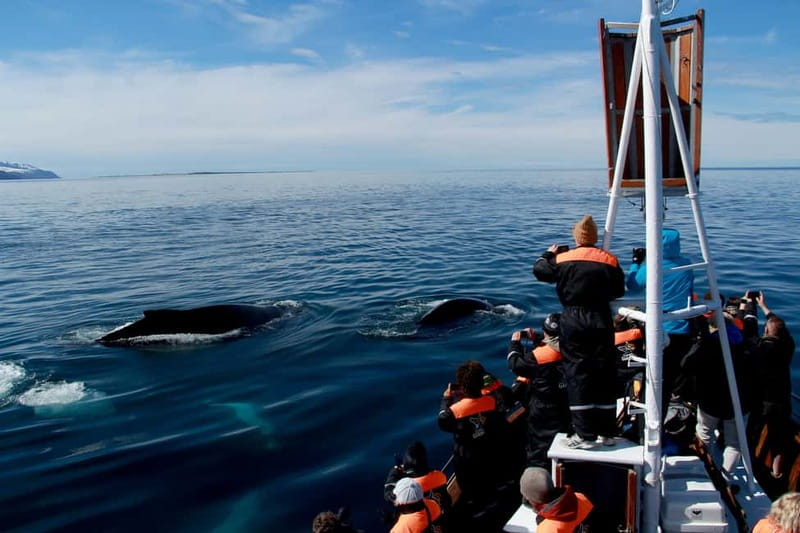 Húsavík: Traditional Whale Watching by Local Family Company - Is $91 a fair price?