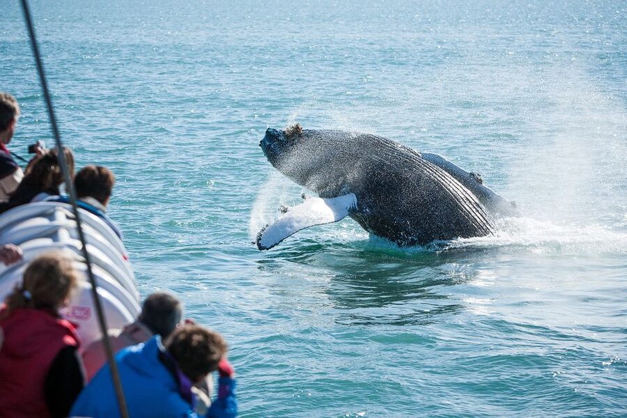 Húsavík: Whale-Watching Cruise and Puffins Guided Tour - Should you book the Húsavík whale and puffin tour?