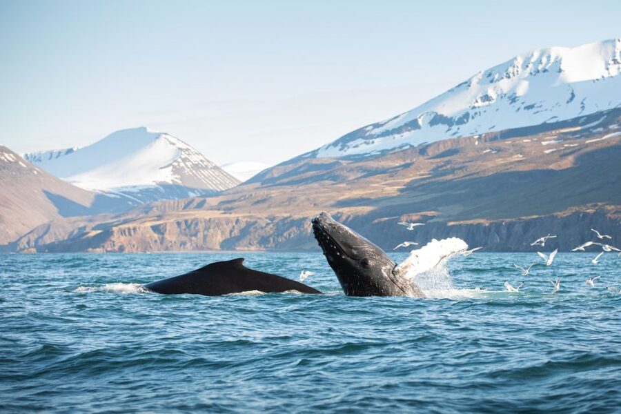 Húsavík: Whale-Watching Cruise and Puffins Guided Tour - Leaving Húsavík on a traditional oak boat