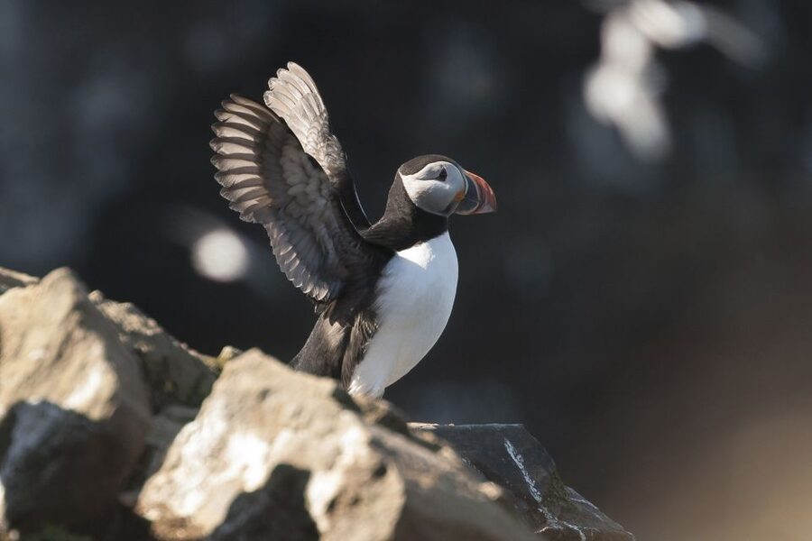 Húsavík: Whale-Watching Cruise and Puffins Guided Tour - Puffin Island and the limits of the bird viewing