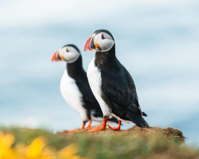 Whale-Watching Cruise and Puffins Guided Tour