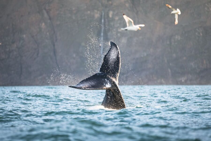 Húsavík: Whale-Watching Cruise and Puffins Guided Tour - Guides, marine science, and the long quiet stretches