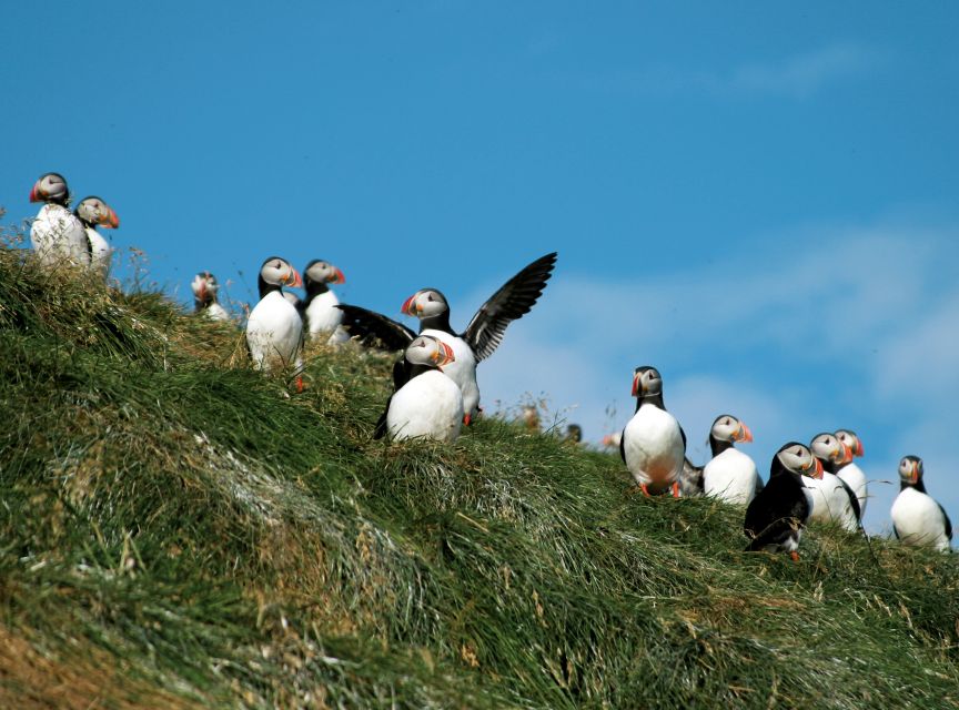 Húsavík: Whale-Watching Cruise and Puffins Guided Tour - Cold wind, rolling waves, and what to wear