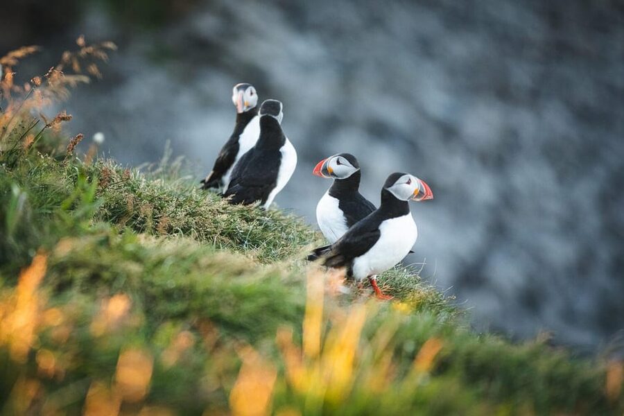 Húsavík: Whale-Watching Cruise and Puffins Guided Tour - Hot chocolate and cinnamon buns on the way home