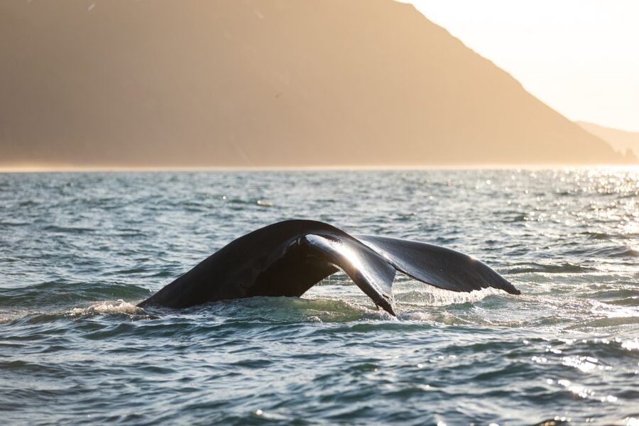 Húsavík: Whale-Watching Cruise and Puffins Guided Tour - Is $135 a fair price for three and a half hours?