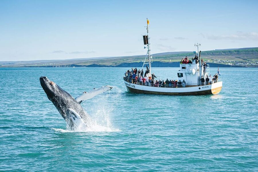 Húsavík: Whale-Watching Cruise and Puffins Guided Tour - Who will enjoy this Húsavík whale cruise?