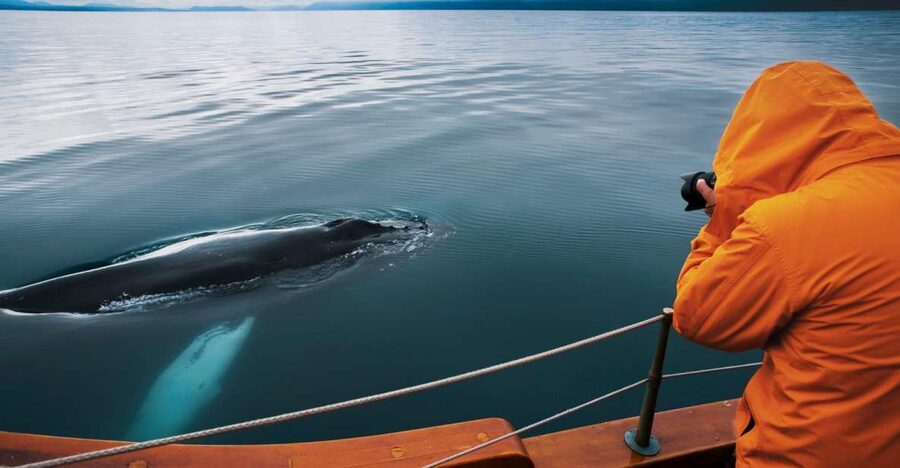 Husavik: Whale Watching on a Carbon Neutral Oak Boat - Key Points Before You Go