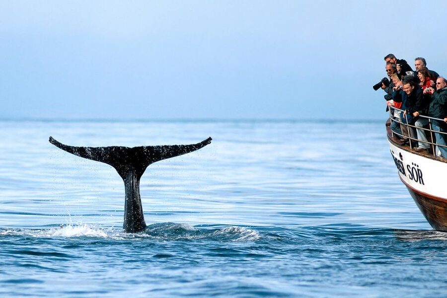 Husavik: Whale Watching on a Carbon Neutral Oak Boat - Why Húsavík Is the Right Place for This Cruise