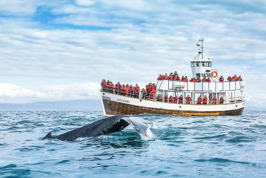 Husavik: Whale Watching on a Carbon Neutral Oak Boat - The Three-Hour Route Across Skjálfandi Bay