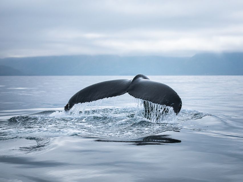 Husavik: Whale Watching on a Carbon Neutral Oak Boat - Whales, Dolphins, and Seabirds in the Wild