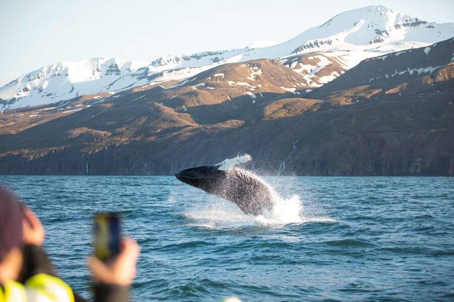 Husavik: Whale Watching on a Carbon Neutral Oak Boat - Hot Cocoa, Cinnamon Bun, and a Simple Finish