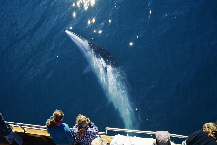 Husavik: Whale Watching on a Carbon Neutral Oak Boat - Is $132 a Fair Price?