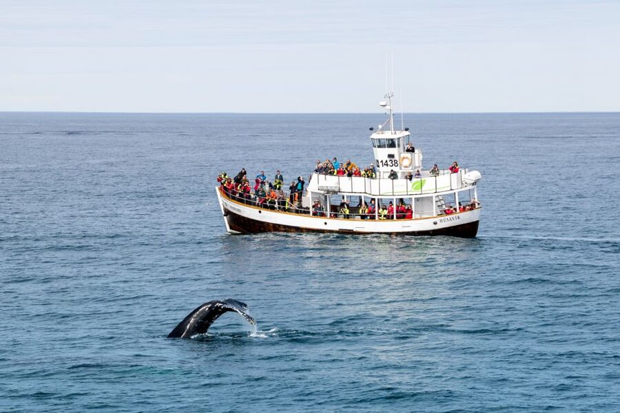 Husavik: Whale Watching on a Carbon Neutral Oak Boat - Who Will Enjoy This Húsavík Tour Most?